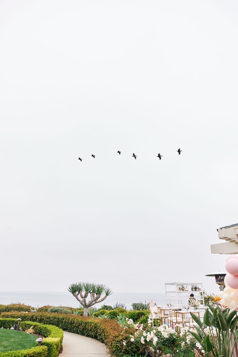Line of birds flying over a coastal garden path lined with shrubs